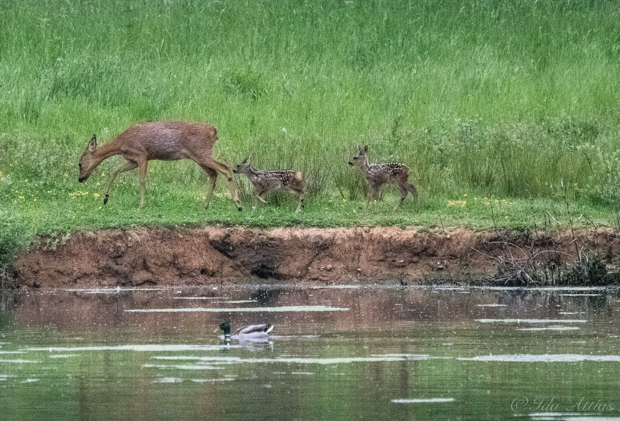 Female Roe Deer and Fawns